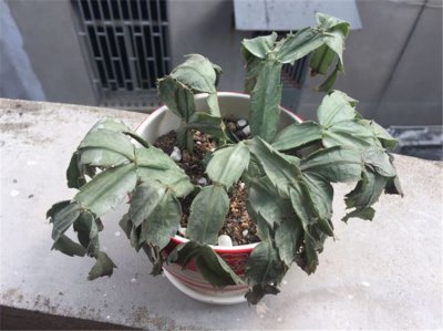 蟹爪兰不开花什么原因 蟹爪兰为何不开花？