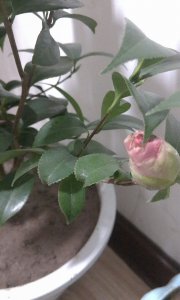 山茶花不开花什么原因 山茶花为何不开花？