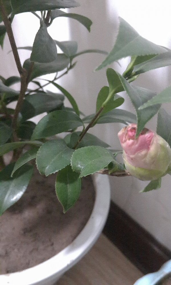 山茶花不开花什么原因