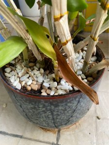 石斛兰不开花什么原因 石斛兰为何不开花？