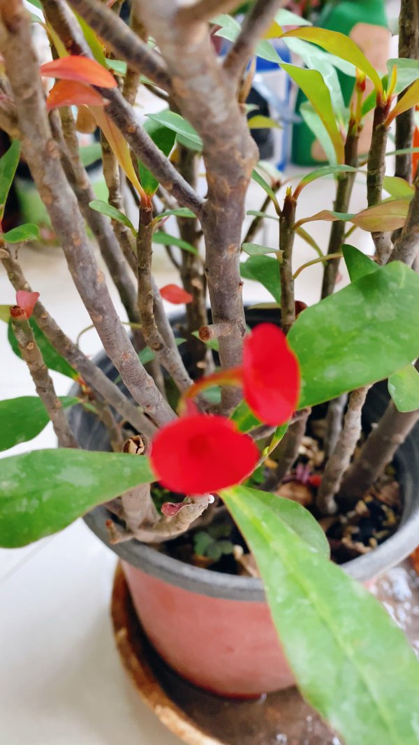大叶虎刺梅不开花什么原因