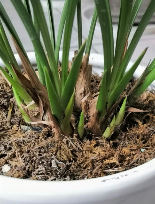 兰花不开花什么原因