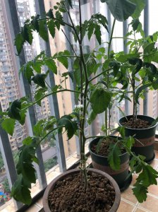 西红柿不开花什么原因 西红柿为什么不开花？
