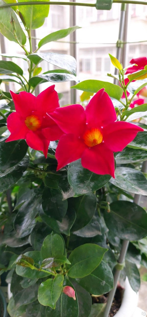 飘香藤不开花什么原因
