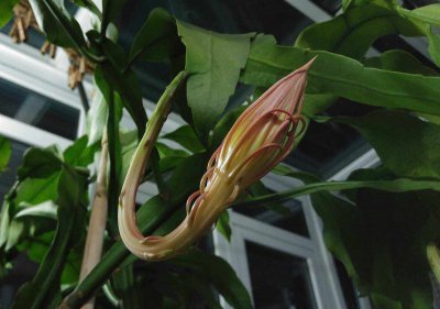 昙花怕冷还是怕热 昙花是怕冷还是怕热