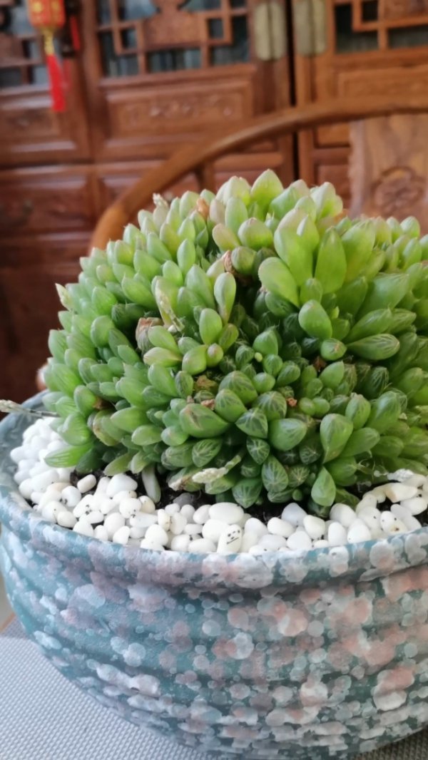 玉露怎么养成老桩