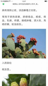 仙人掌怕冷还是怕热 仙人掌更害怕冷还是热？