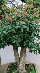 桂花怎么养成老桩造型 如何培养桂花成老桩造型