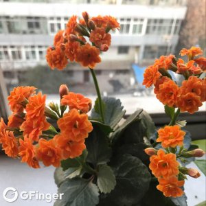 橘子皮泡水可以浇长寿花吗 橘子皮浸泡水适合浇长寿花吗？