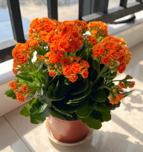 可乐可以浇长寿花吗 可口可乐适合浇长寿花吗？