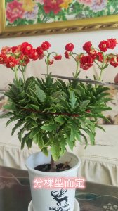 长寿花冬天可以剪枝吗 寿命长的花在冬季可以修剪吗？