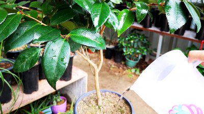 茶叶水可以浇长寿花吗 茶叶水适合浇长寿花吗？