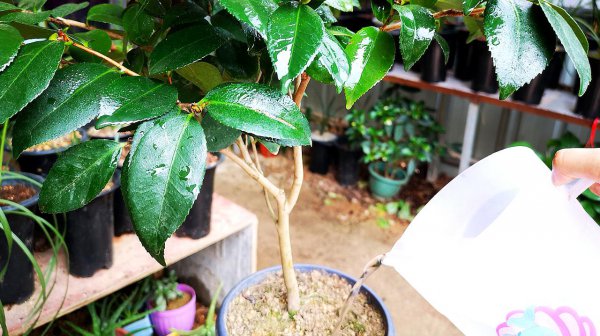 茶叶水可以浇长寿花吗