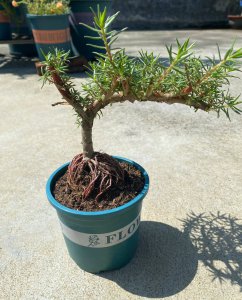 太阳花怎么养成老桩造型 如何将太阳花培养成老干树形态