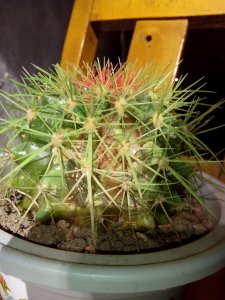 仙人球花谢后怎样处理才不会腐烂 仙人球花凋谢后如何保持不腐败