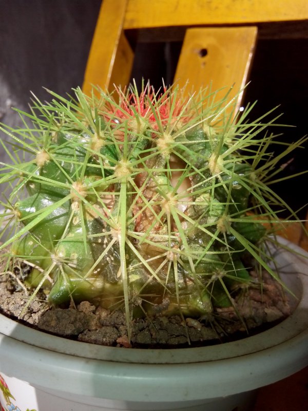 仙人球花谢后怎样处理才不会腐烂