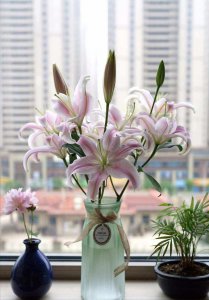 家里放百合花风水好吗 在家放百合花会带来好的风水效果吗？