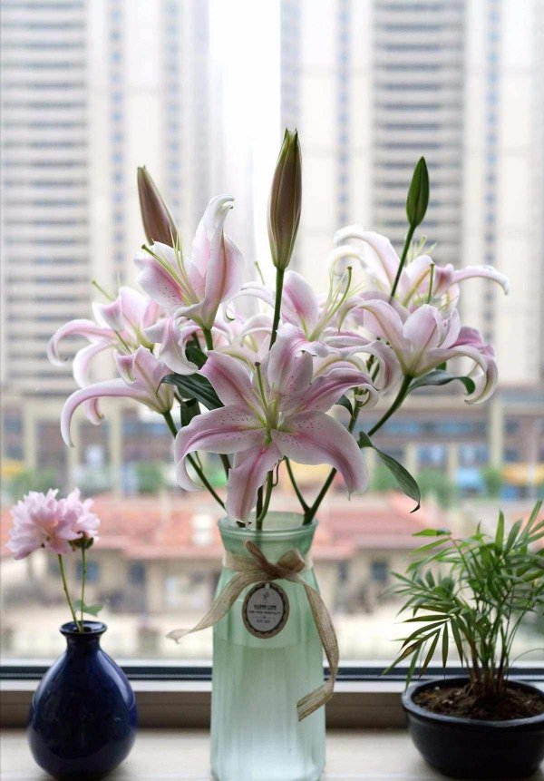 家里放百合花风水好吗