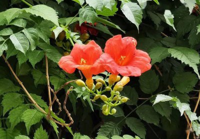 凌霄花哪个品种好 凌霄花品种有哪些好？