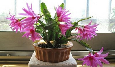 室内养蟹爪兰都有哪些讲究 室内栽培蟹爪兰的注意事项