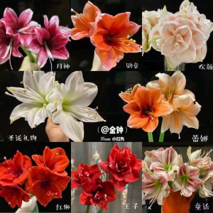 对红花与朱顶红区别是一个品种吗 红花与朱顶红是否同一种植物？