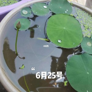 碗莲什么时间进行施肥 何时给碗莲施肥？
碗莲何时需要施肥？
