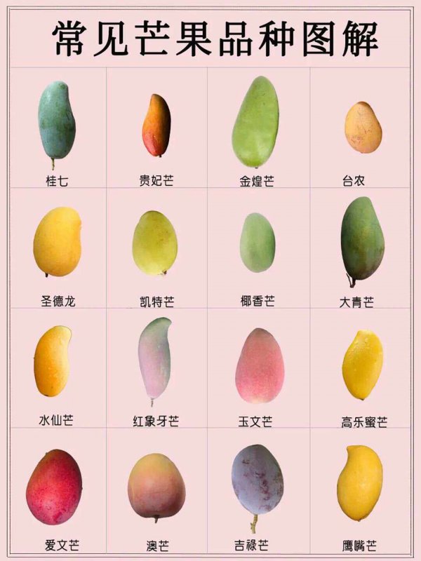 芒果有哪些品种与种类