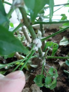 幸福树有虫该如何进行防治 如何有效防治幸福树虫害？