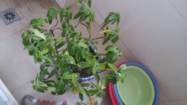 瑞香掉叶都是什么原因造成的