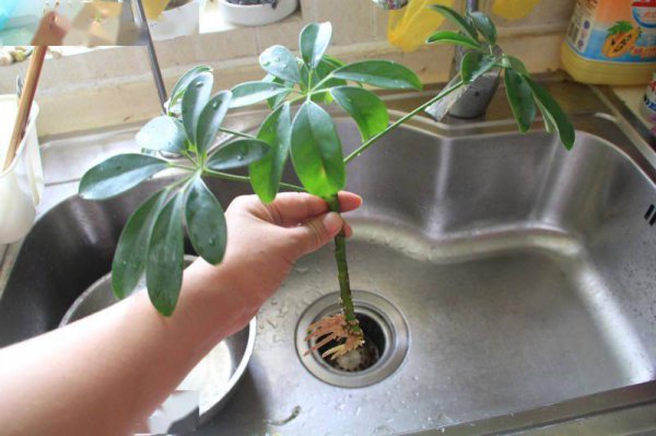 鸭掌木如何修剪打顶挤满小侧芽