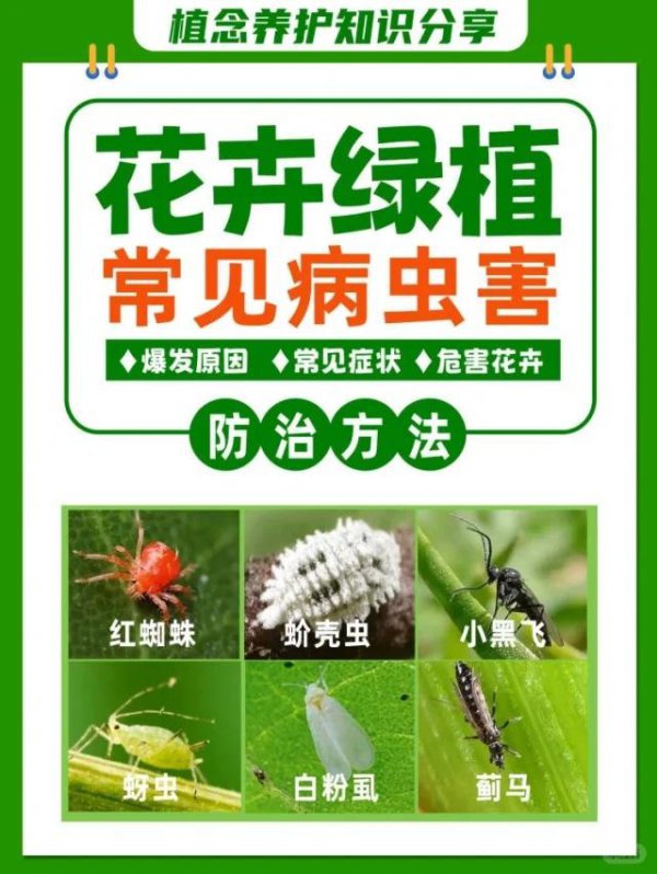 茉莉花如何预防病虫害