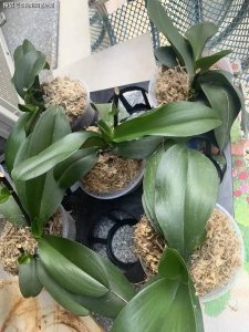 蝴蝶兰平时养护如何施肥 蝴蝶兰日常养护需要施肥吗？