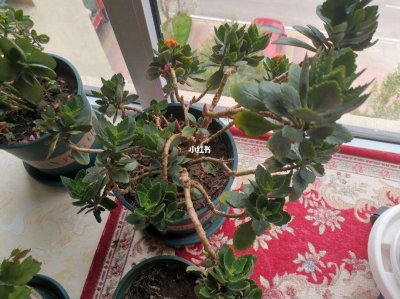 长寿花怎样进行修剪比较好 长寿花修剪技巧分享