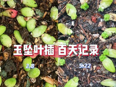 多肉玉坠如何扦插生长旺盛 多肉玉坠扦插技巧助您生长茁壮