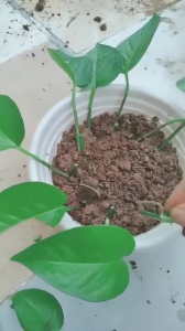 绿萝如何扦插很快的又得一盆大的绿萝