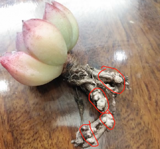 如何判断多肉有没有长出新根 如何辨别多肉植物是否生长了新根