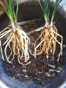 如何给兰花施肥新根挤满盆 如何合理施肥兰花并填满盆底