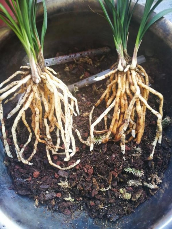 如何给兰花施肥新根挤满盆