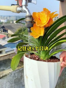 暖房如何养君子兰避免虫害 暖房养君子兰防虫攻略