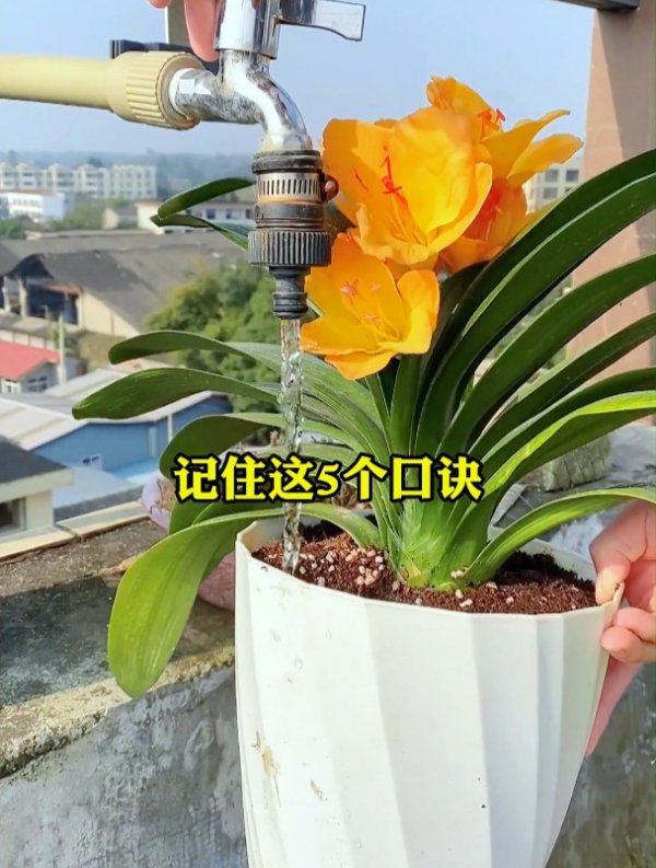 暖房如何养君子兰避免虫害