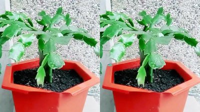 想要蟹爪兰长叶多如何进行施肥 蟹爪兰如何施肥才能长出多叶