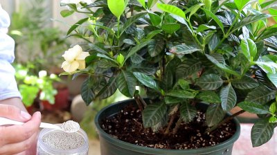 栀子花盆面为什么要进行杀菌 栀子花盆面为何需要消毒处理