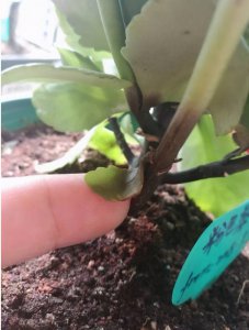 长寿花茎腐病如何正确救护 长寿花茎腐病救护方法正确操作