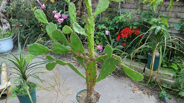 仙人掌促花需要怎么施肥