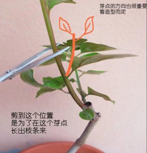 金枝玉叶怎样分盆种植 金枝玉叶分盆栽培技巧