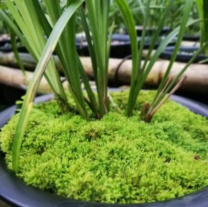 兰花盆面铺水苔都有什么作用 水苔铺面兰花盆的多重作用