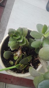 玉树叶片发黄该怎么处理 玉树叶片变黄应对措施