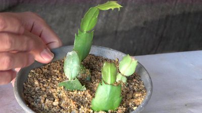 蟹爪兰长芽如何施肥长得又厚又翠绿