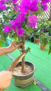 三角梅不开花该如何进行养护 三角梅养护技巧促进开花效果