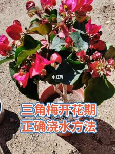 三角梅做好哪些养护技巧全年开花 如何使三角梅全年开花养护技巧详解